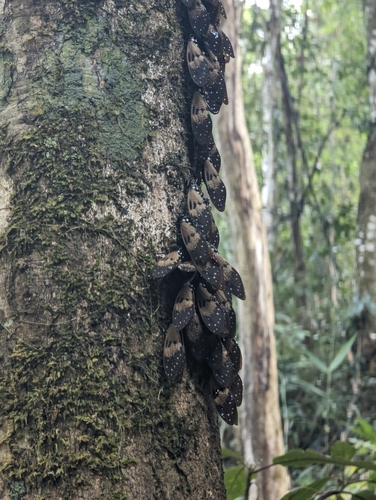 Ambragaeana laosensis photographed in Laos