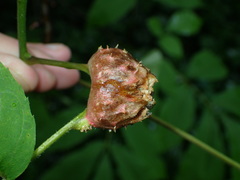 Phylloxera spinosa