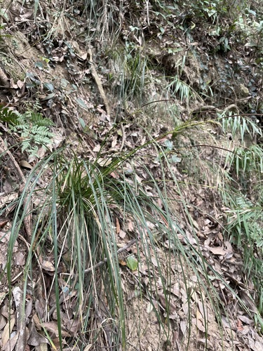Carex makinoensis iNat (2)