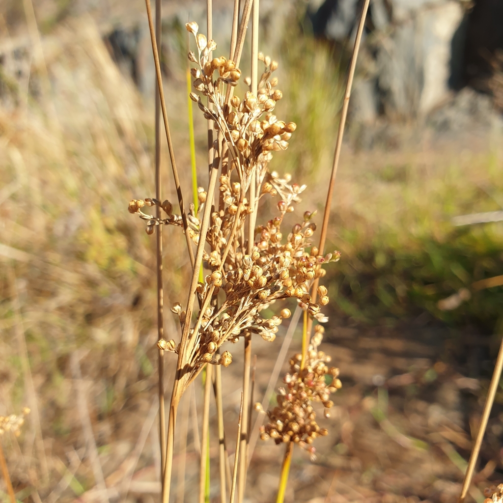 rushes from Golden Point VIC 3451, Australia on March 18, 2024 at 09:39 ...