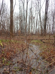 Acer negundo violaceum