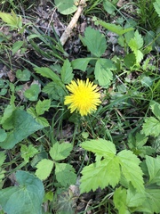 Taraxacum officinale