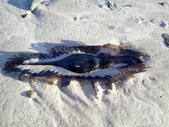 Callorhinchus capensis