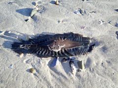 Callorhinchus capensis