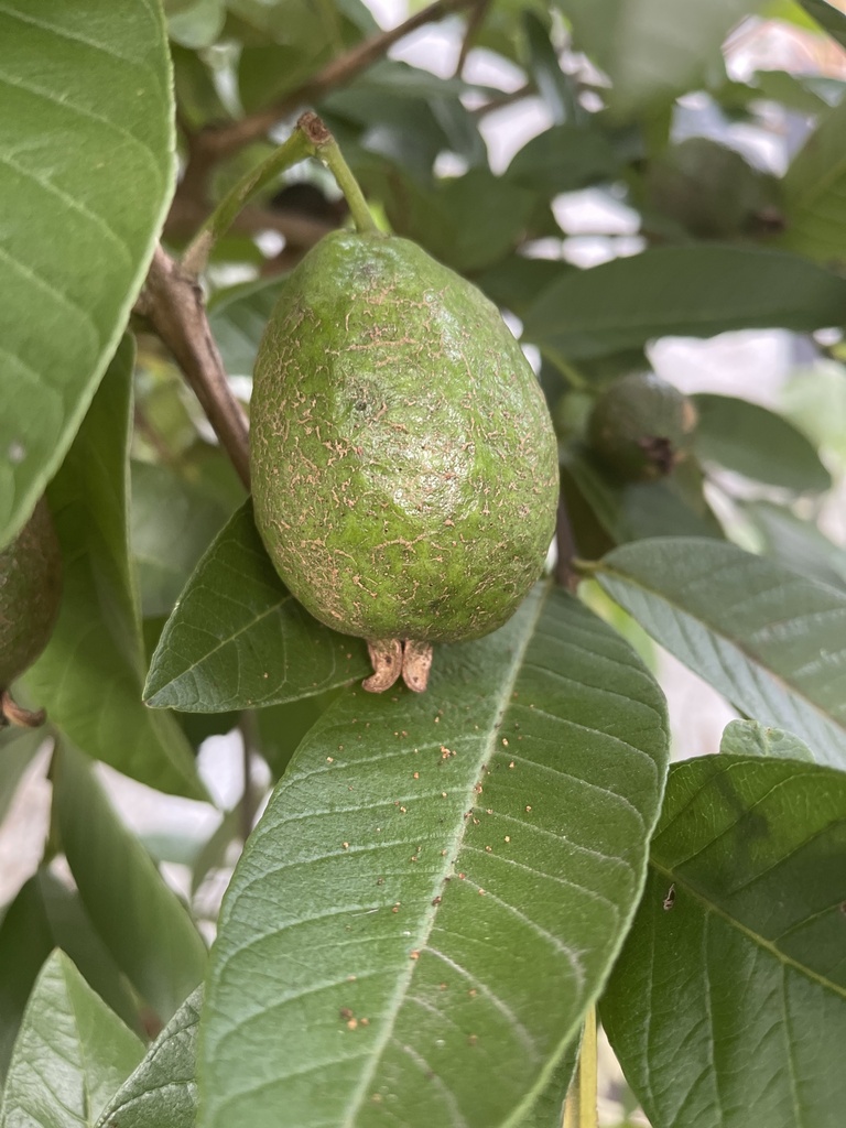 Common guava from Parkinson-Drewvale, AU-QL, AU on March 22, 2024 at 05 ...