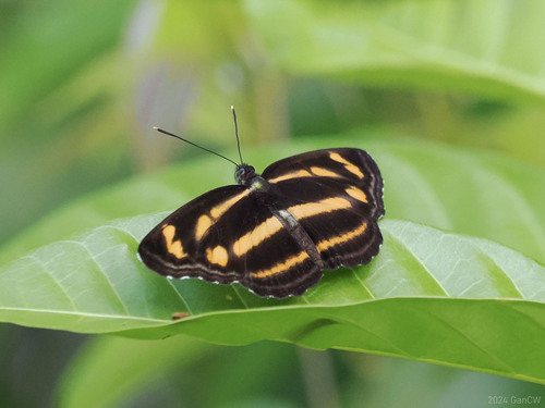 Lasippa pata