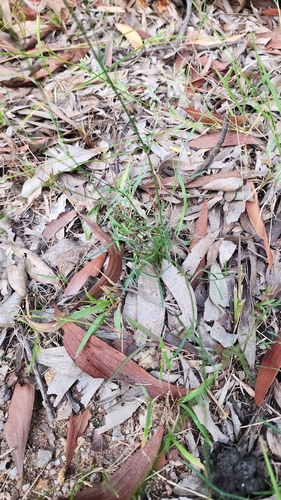 Glossocardia bidens iNat (3)