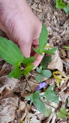 Viola triloba