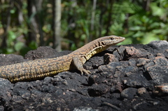 Black-Spotted Ridge-Tailed Monitor photo 2