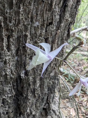 Image of Dendrobium aphyllum by (c) Nathan Ruser, some rights reserved (CC BY)