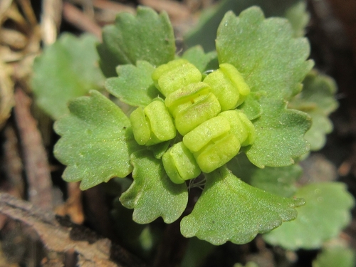 Chrysosplenium japonicum iNat (2)