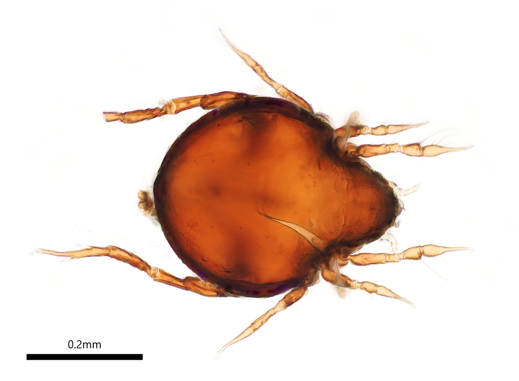Zetorchestidae