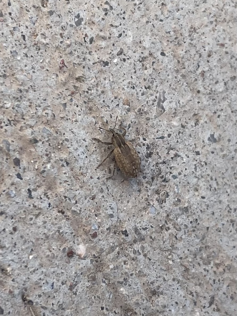 alfalfa-weevil-from-scottsdale-community-college-scottsdale-az-us-on