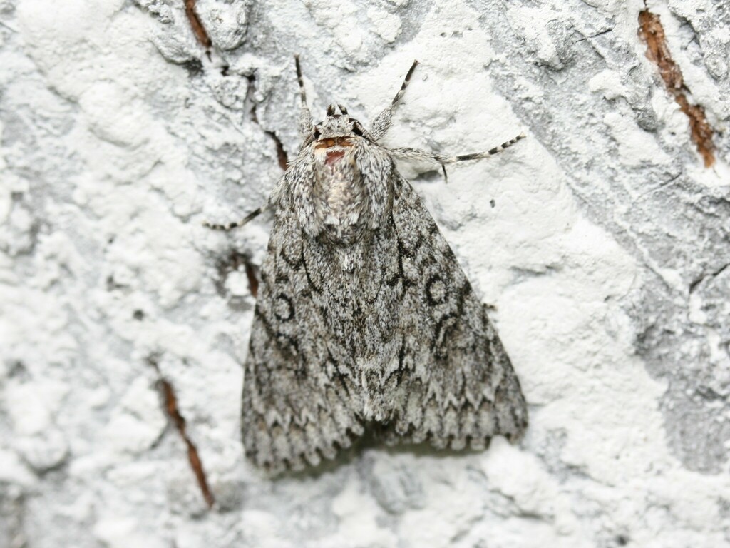 Sycamore Moth from Юго-Западный административный округ, Москва, Россия ...