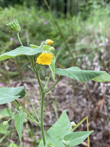 Abutilon oxycarpum (Abutilon oxycarpum)