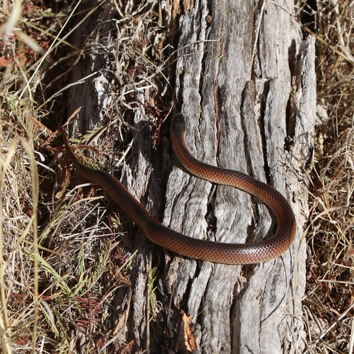 Black-naped Hooded Snake sighting