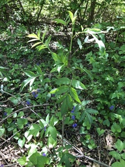 Sambucus canadensis