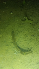 Whitmania edentula