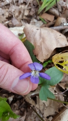 Viola triloba
