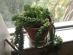 Sedum burrito
