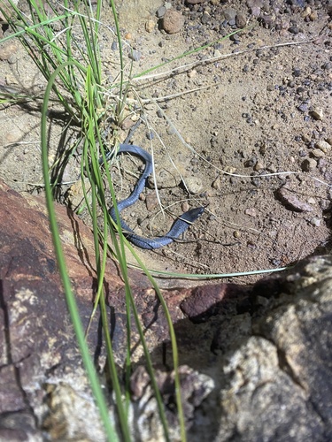 Blue-bellied Black Snake sighting
