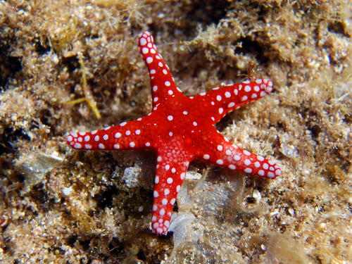 Fromia ghardaqana Mortensen, 1938