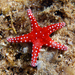 Ghardaqa Sea Star - Photo (c) Gyik Toma (paleobear), some rights reserved (CC BY)