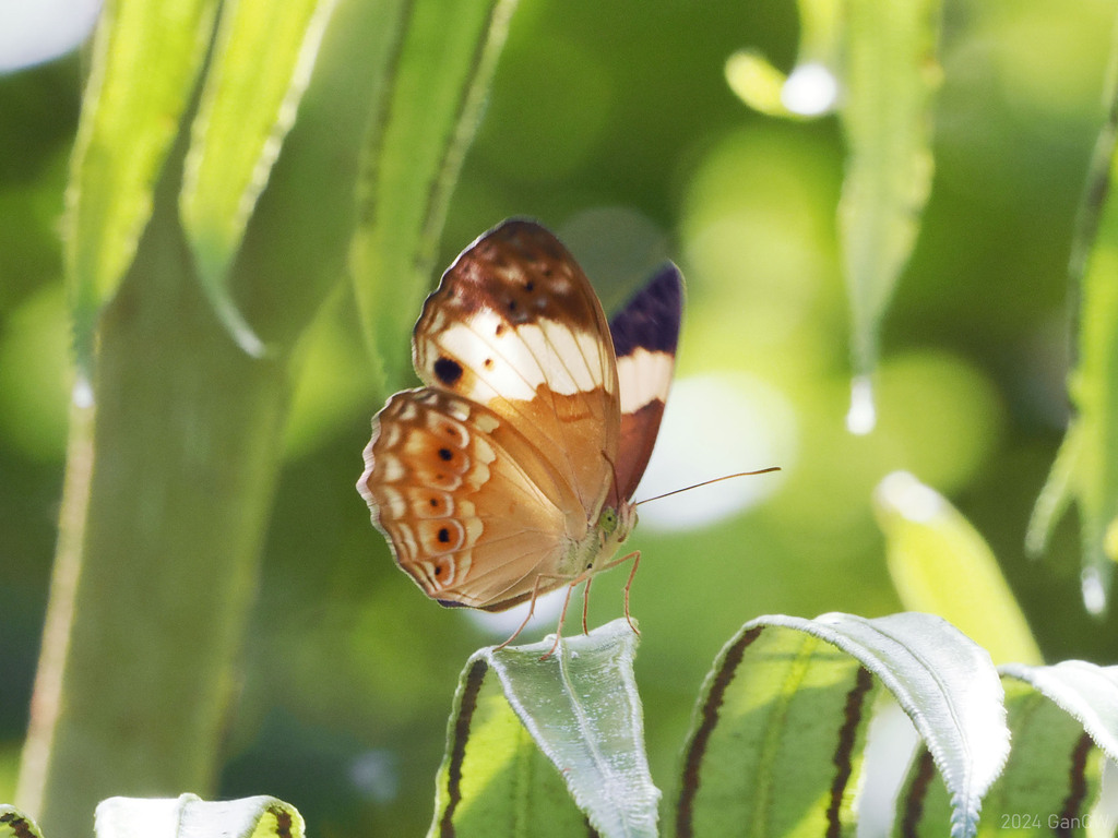 Cupha arias