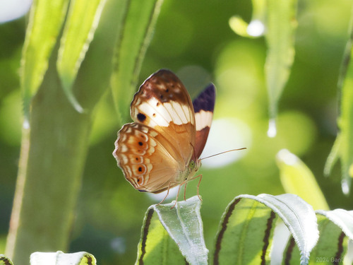 Cupha arias
