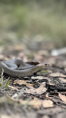 Eastern Brown Snake sighting