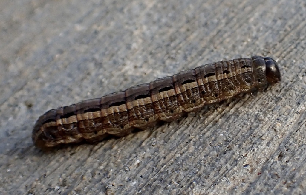 lawn armyworm