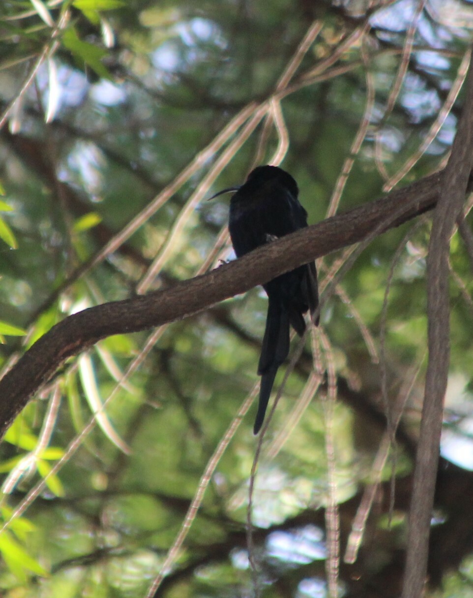 Tacazze Sunbird (Nectarinia tacazze), photo 6