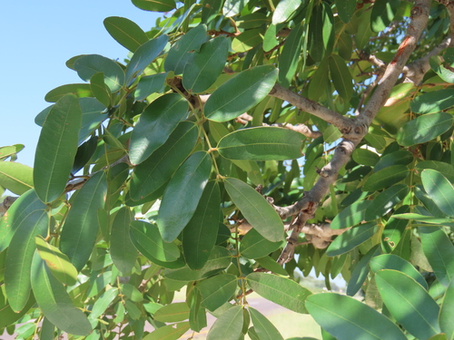 Image of Baikiaea plurijuga by no rights reserved