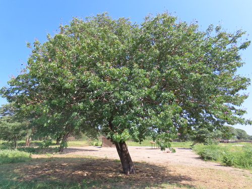 Image of Baikiaea plurijuga by no rights reserved