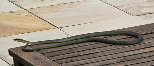 Common Tree Snake sighting