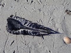 Callorhinchus capensis