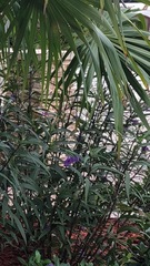 Ruellia simplex