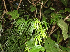 Asparagus falcatus