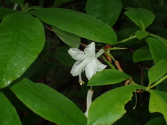 Rhododendron alabamense