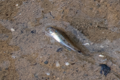 Bighead goby (Drombus globiceps) — Gobiidae — 4