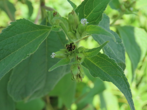 Blainvillea (Blainvillea gayana)