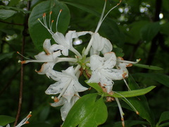 Rhododendron alabamense