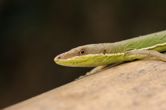 Chung-An Ground Lizard photo 2