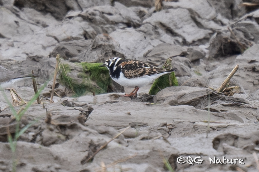 Ruddy Turnstone