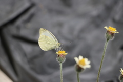 Pieris rapae rapae