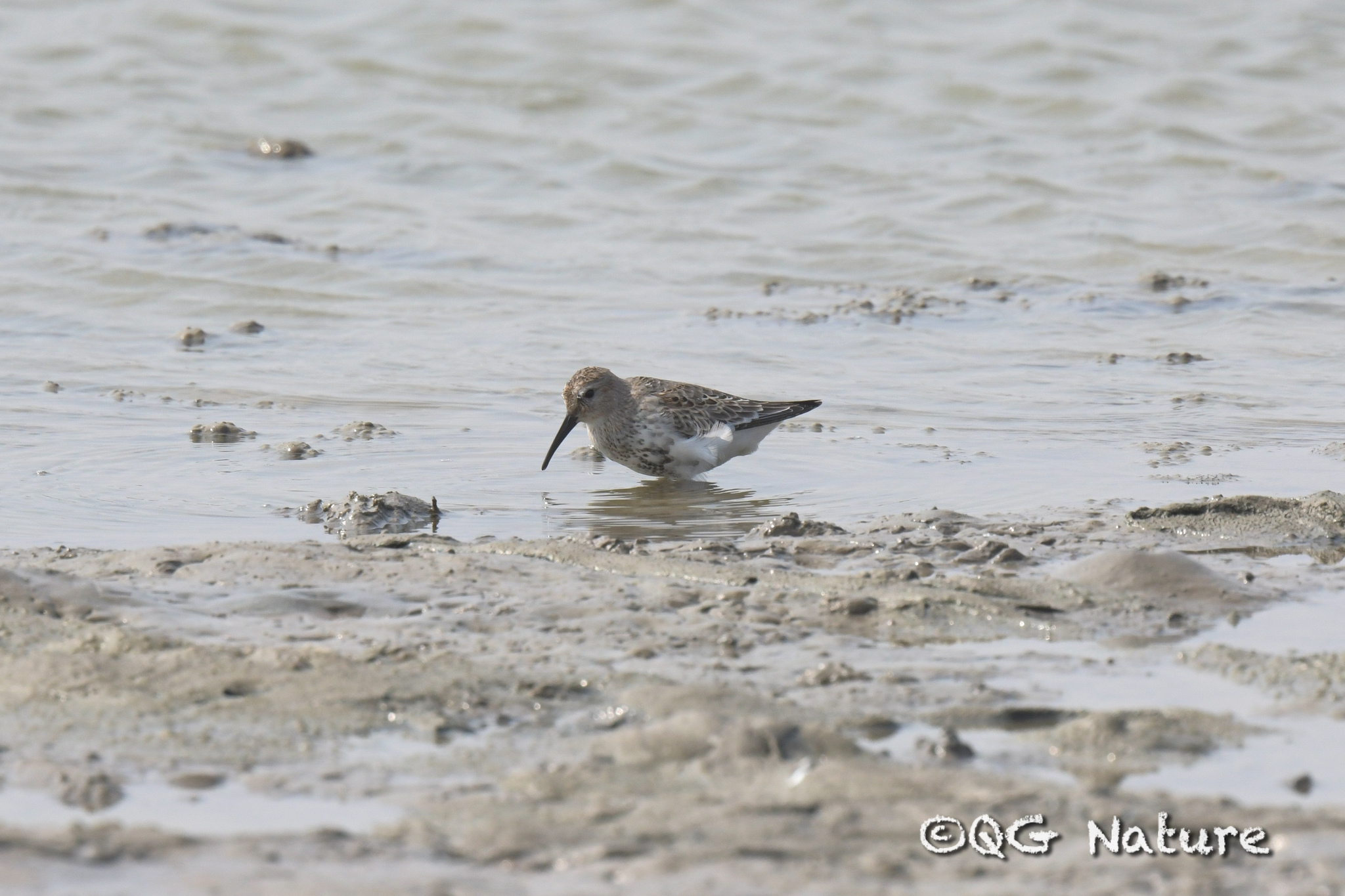 Dunlin