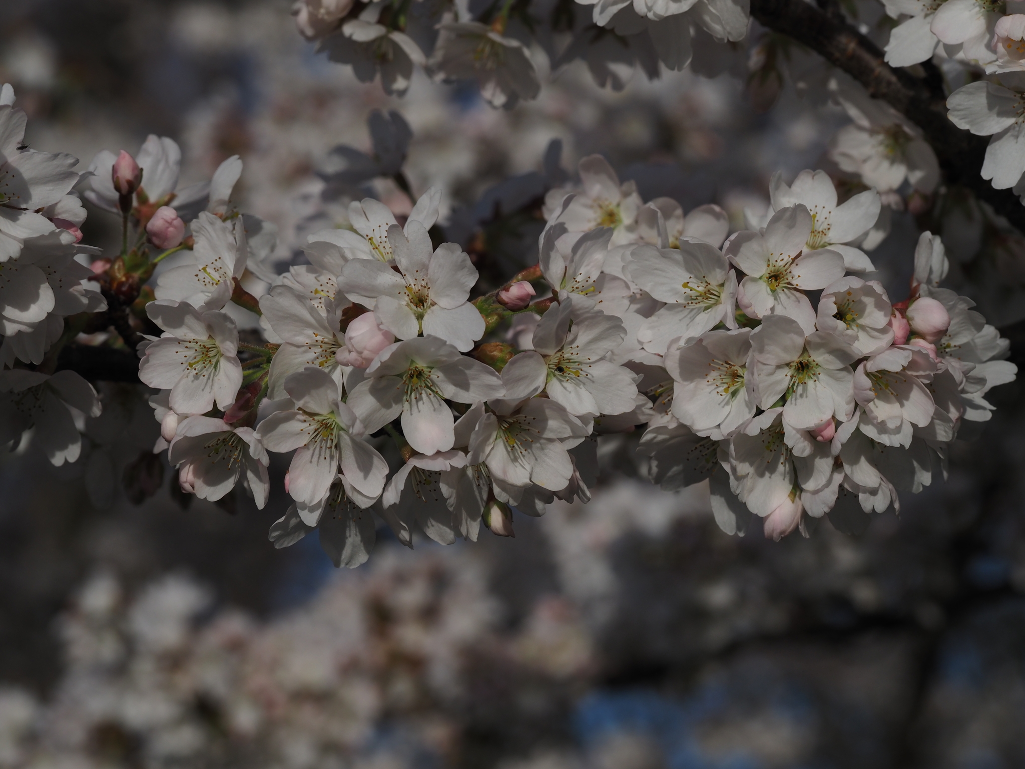Imagem de Cerejeira-do-japão