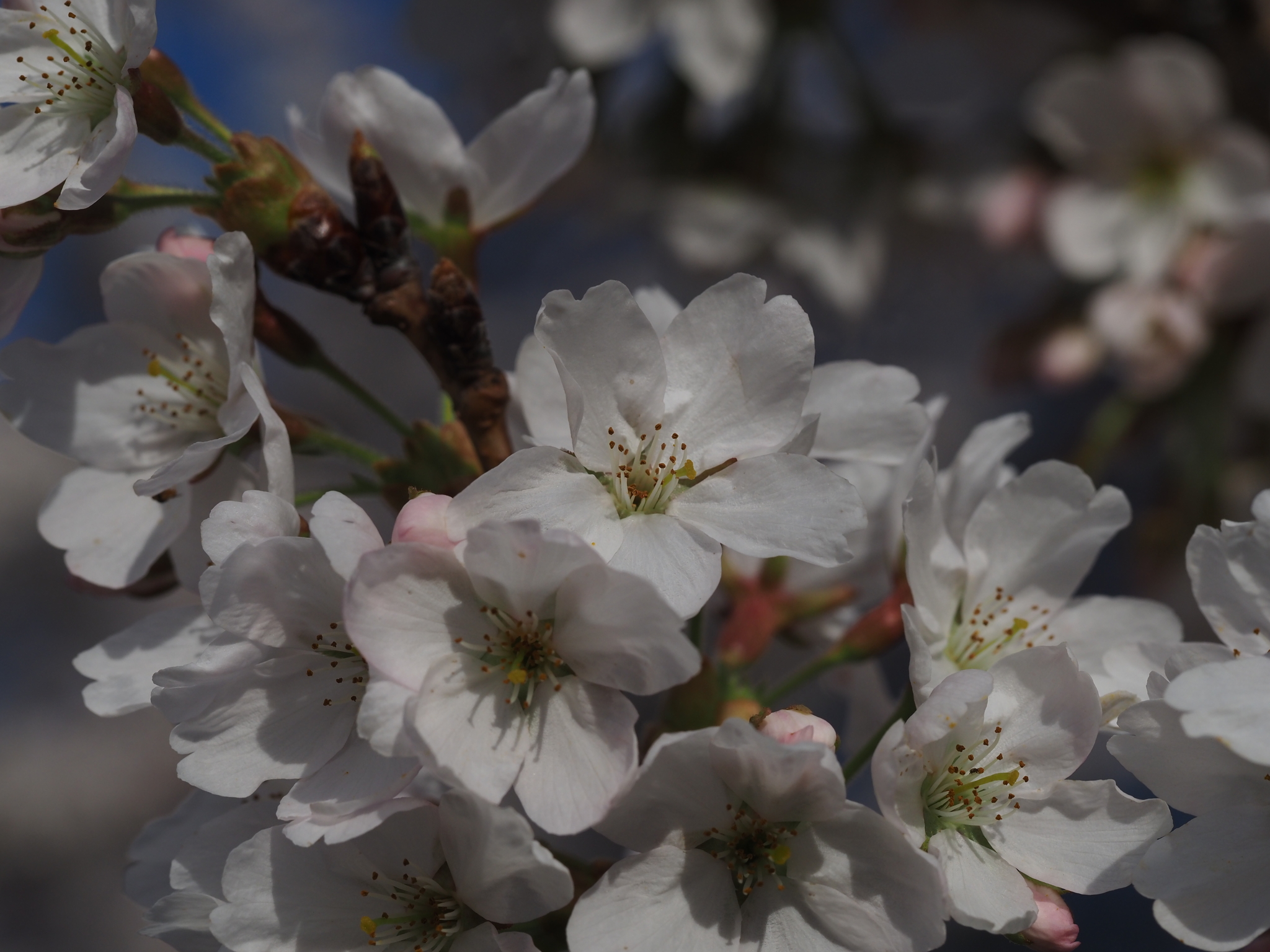 Imagem de Cerejeira-do-japão