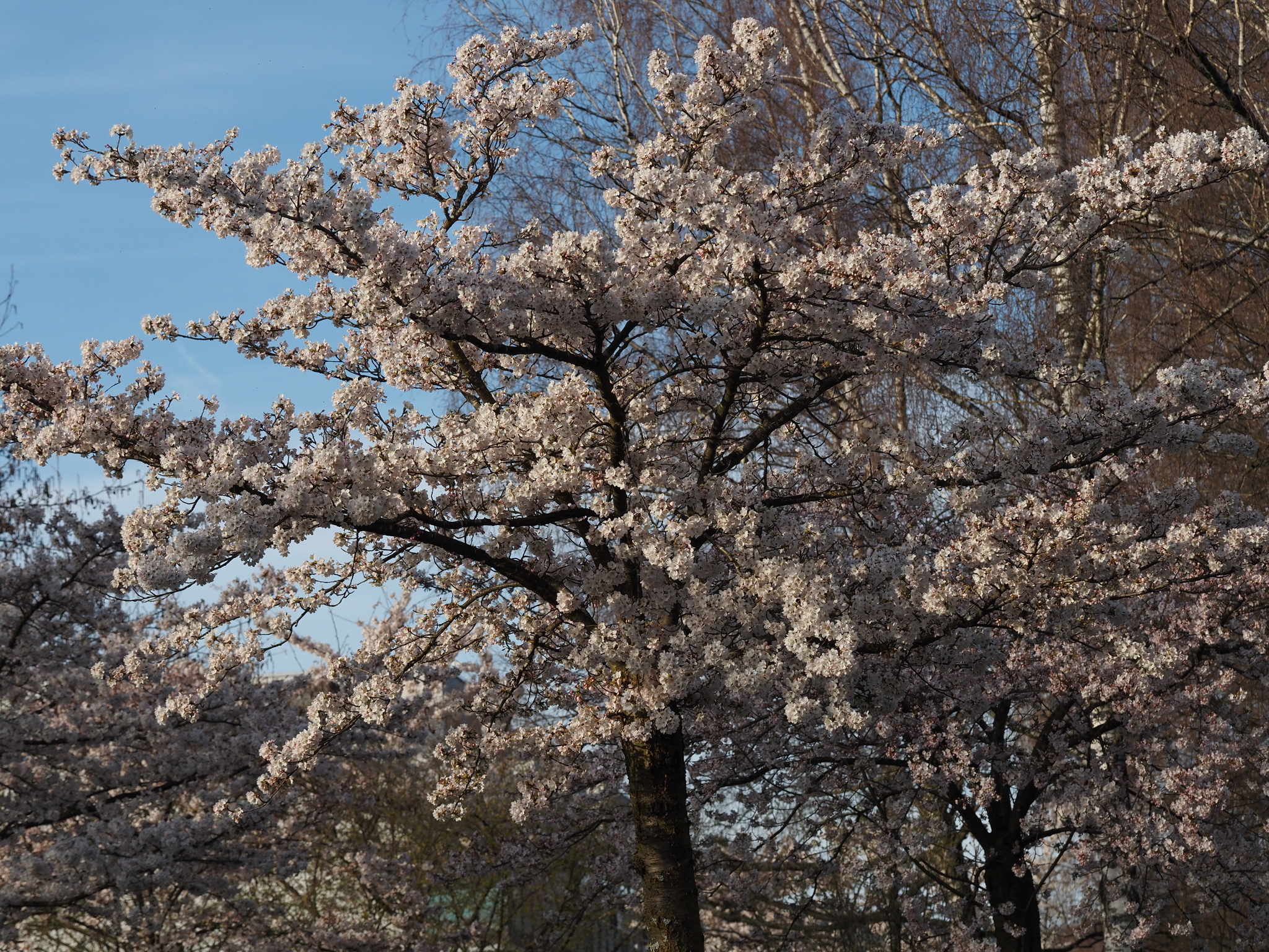 Imagem de Cerejeira-do-japão