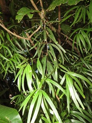 Asparagus falcatus